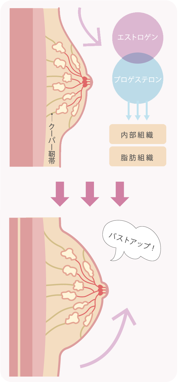 バストアップコラム｜バストアップ‧育乳を東京‧銀座‧表参道‧⼤阪‧梅⽥で目指すならバストアップ専門 メディカルサロンM.M.M