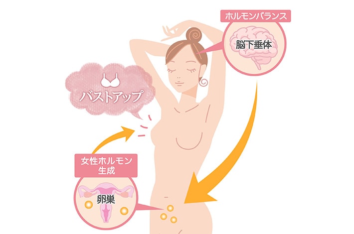 内部組織を活性
