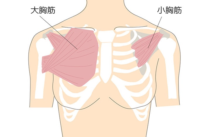 筋肉組織の活性