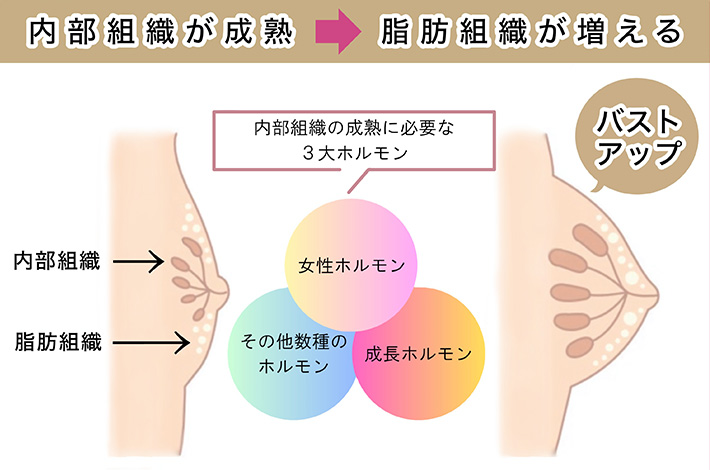 内部組織を活性