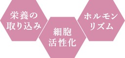 栄養の取り込み/細胞活性化/ホルモンリズム