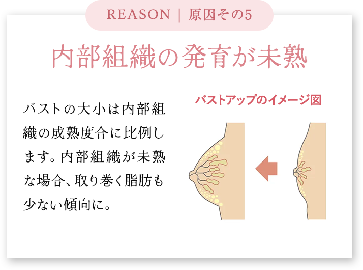 内部組織の発育が未熟 バストの大小は内部組織の成熟度合に比例します。内部組織が未熟な場合、取り巻く脂肪も少ない傾向に。